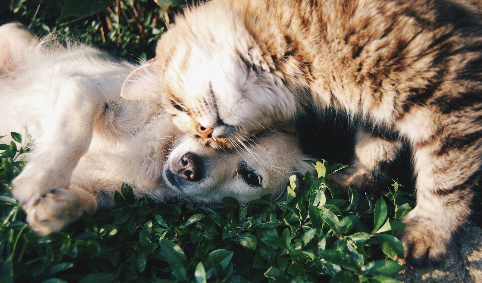 What Pets Teach Us About Life